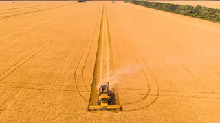 Quanto custa a compactação do solo, em sacas por hectare